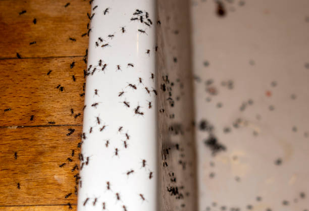 Best Residential Pest Control  in Baldwin, PA